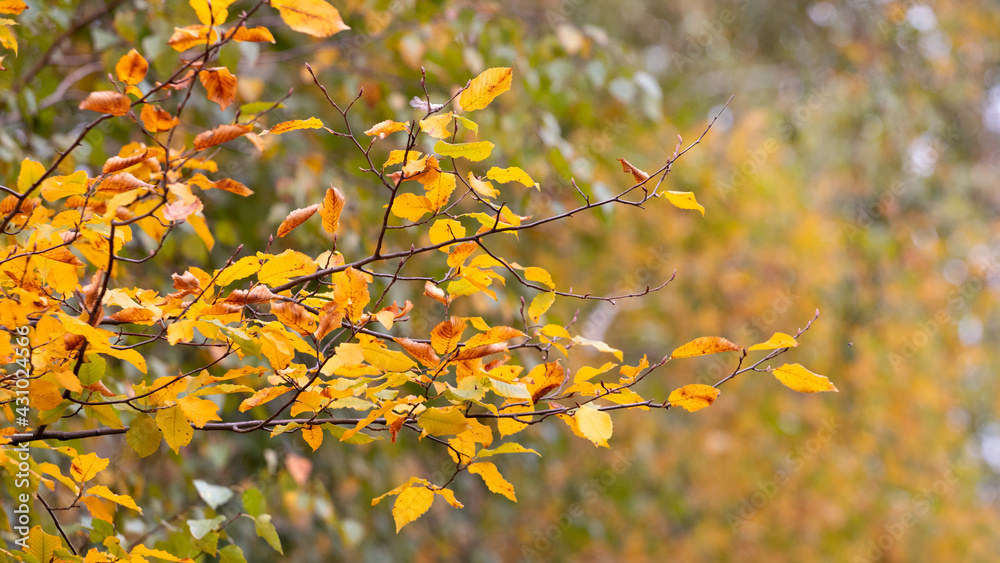 Tree branch with golden autumn leaves on blurred background, autumn background with yellow leaves Tree branch with golden autumn leaves on blurred background, autumn background with yellow leaves