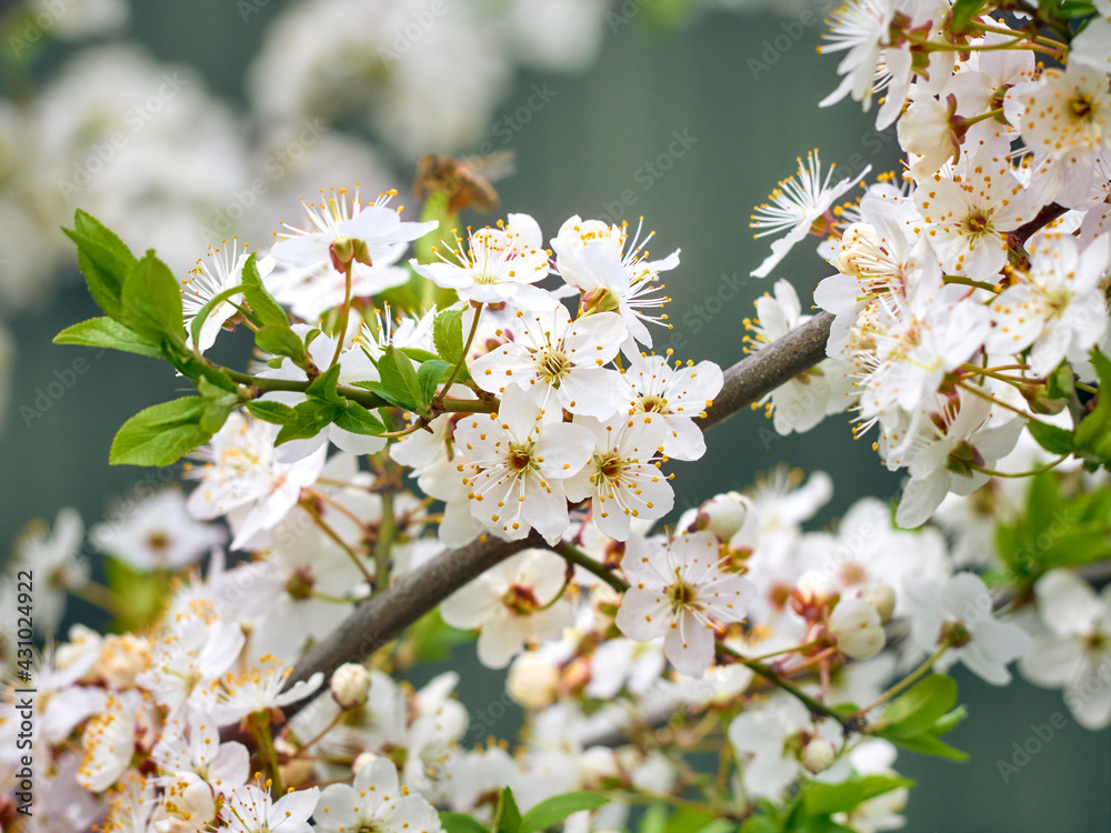 Blooming cherry plum in the garden. Blooming cherry plum in the garden.