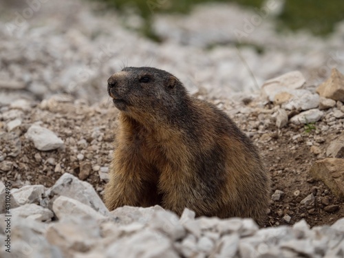 Alpine marmot squirrel marmota animal wildlife in stone rock burrow at Tre Cime Dolomites South Tyrol Italy alps Europe