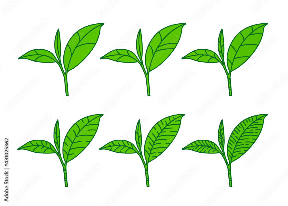 The Premium green tea for good health vector illustration. The Premium green tea for good health vector illustration.