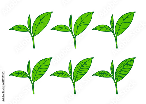 The Premium green tea for good health vector illustration.