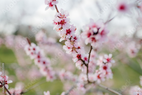 spring.cherry tree in blossom. pink flowers. High quality photo