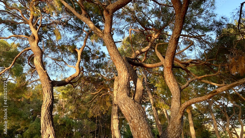 Fototapeta premium tree in the woods