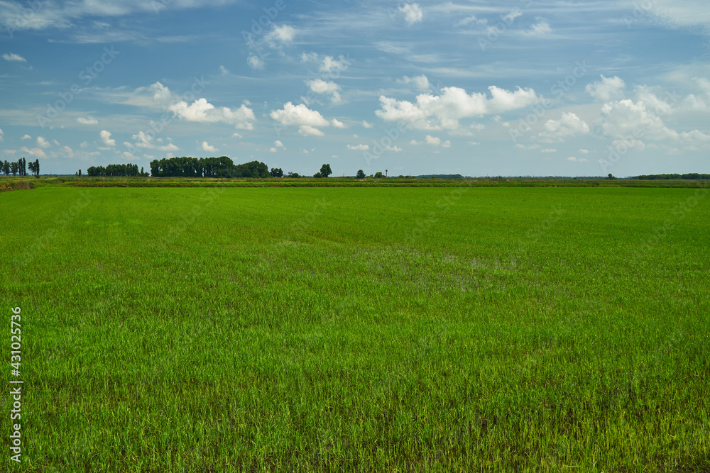 Rice field. Young rice shoots. Sprouted Rice. Sprouted Fig.