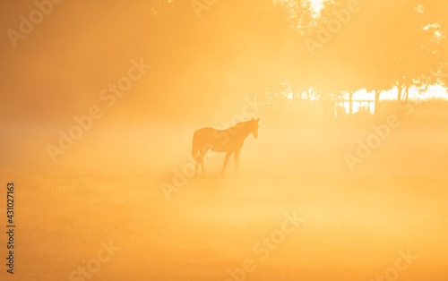 horse in dense fog and sunlight