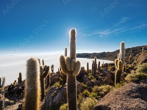Middle finger gesture shaped cactus plant on Incahuasi Inkawasi island on white salt flat lake Salar de Uyuni in Bolivia photo