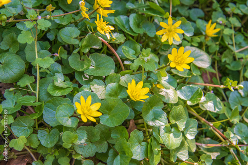 Das Frühlings-Scharbockskraut, Ranunculus Ficaria, ist im zeitigen Frühjahr oft die erste Grünpflanze, die in grossen Massen in lichten Wäldern auftritt. Die Blätter haben vor der Blüte Vitamin C photo