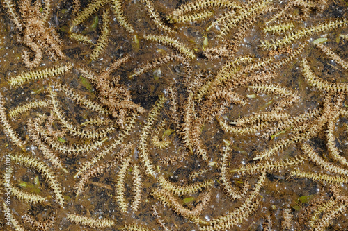 aments or catkins floating as pattern in water