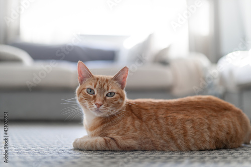 brown tabby cat with green eyes lying on the carpet, looks at the camera