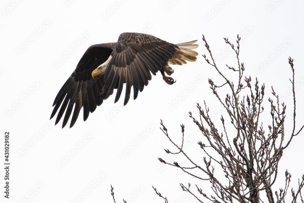 Fototapeta premium Bald eagle taking off on reelfoot lake state park in Tennessee