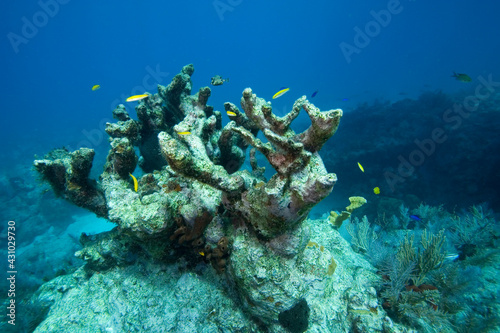 Dead Elkhorn Coral, Florida