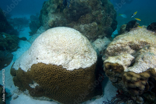 Coral bleaching, Brain coral (left) and Star coral (right), Florida Keys National Marine Sanctuary, Key Largo, Florida, USA photo