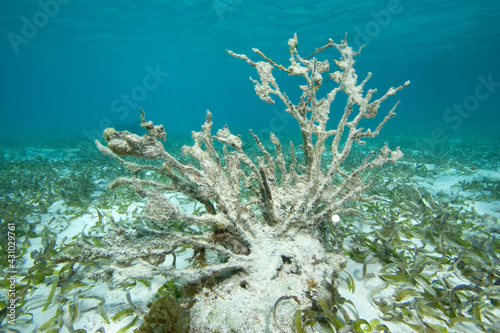 Dead coral, probably a Sea Fan, in Turtle Grass bed, Florida Keys National Marine Sanctuary, Florida, USA photo