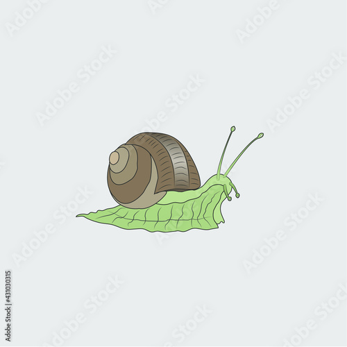 snail