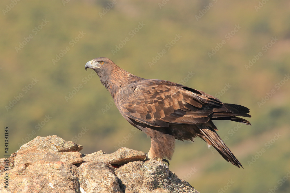 Golden eagle (Aquila chrysaetos). perched on a rock Golden eagle (Aquila chrysaetos). perched on a rock