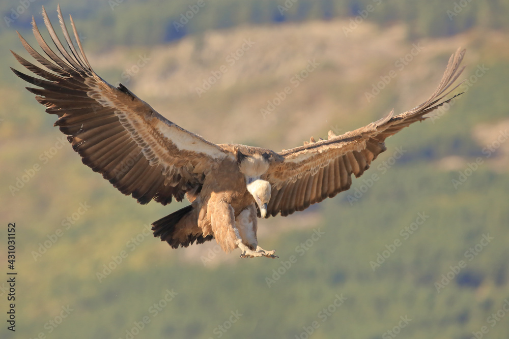 Griffon Vulture (Gyps fulvus) in the foreground landing with wings outstretched Griffon Vulture (Gyps fulvus) in the foreground landing with wings outstretched