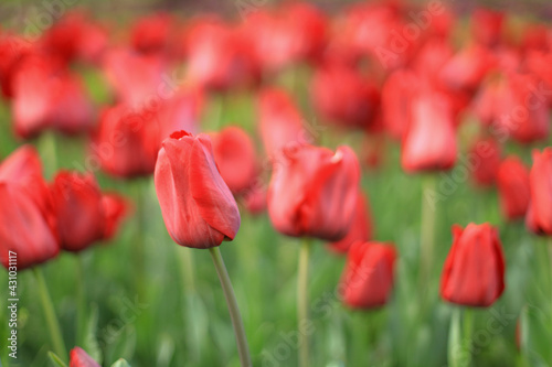 Red tulips in the foreground with the background out of focus