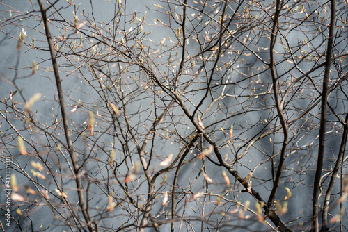 branches of a tree