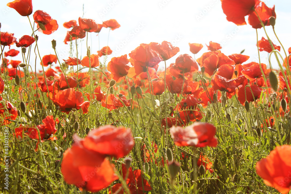 Obraz premium red poppy flowers in field