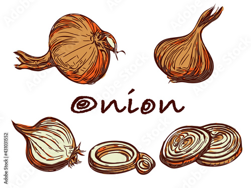 Onion bulbs and rings as ingredient for pickling . Orange Vegetables set In engraved style.