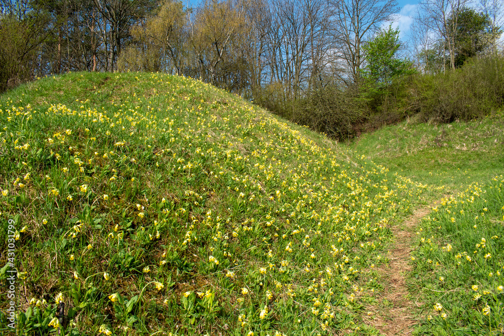 flowering primroses near Olomouc, Czech Republic flowering primroses near Olomouc, Czech Republic