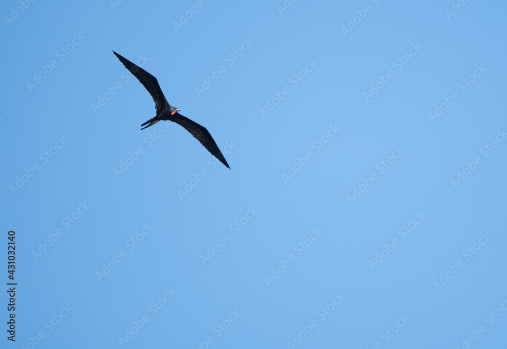 Fregata magnificens - Fragata Fregata magnificens - Fragata