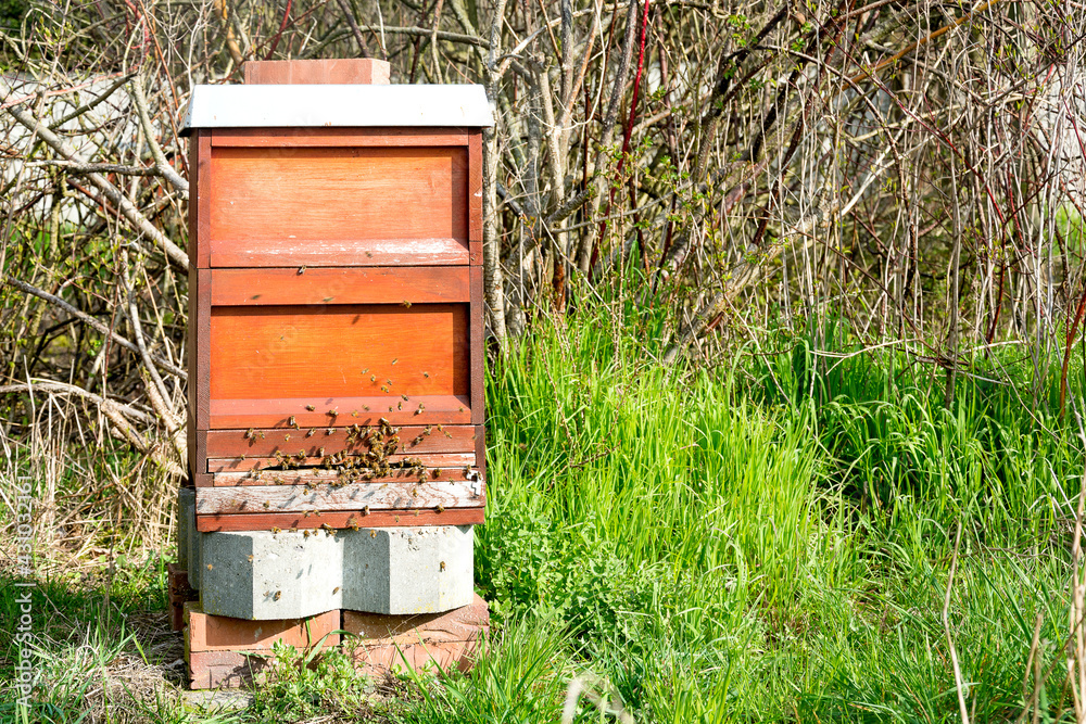 A wooden beehive with bees stands on bricks and green grass in the garden on a sunny spring day. The entrance is covered with bees. A wooden beehive with bees stands on bricks and green grass in the garden on a sunny spring day. The entrance is covered with bees.