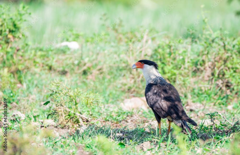 Fototapeta premium Caracara cheriway