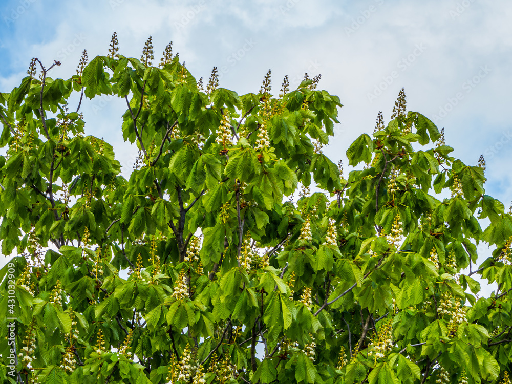 Green blooming chestnut tree, blue sky clouds in background Green blooming chestnut tree, blue sky clouds in background