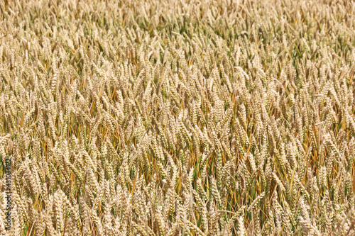   wheat field in summer 