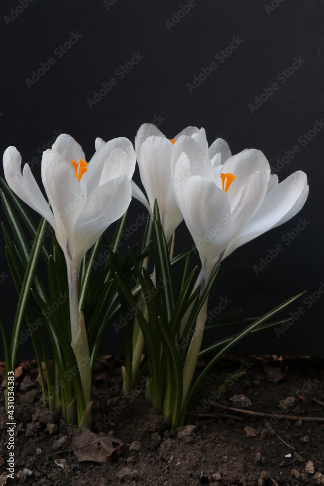 Purple and white crocuses. Bright primroses. The first messengers of spring. Small flowers. Purple and white crocuses. Bright primroses. The first messengers of spring. Small flowers.