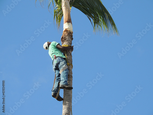 Hombre subiendo a una palmera para poda, inseguridad en el trabajo, trabajos peligrosos, riesgo extremo.