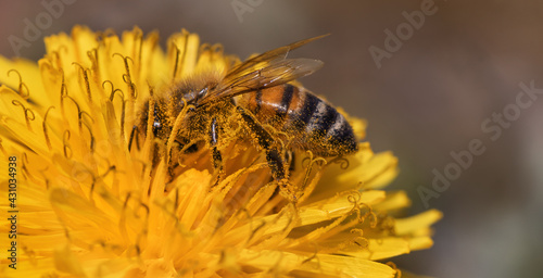 bee in pollen on a yellow flower © meegi