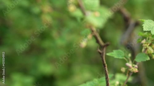 Closeup of blooming black currant on green blured background. Hand-held camera