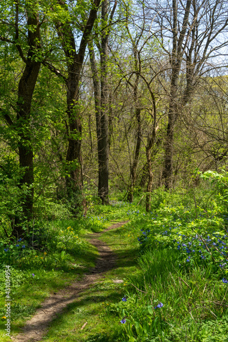 Trails through the woodland.