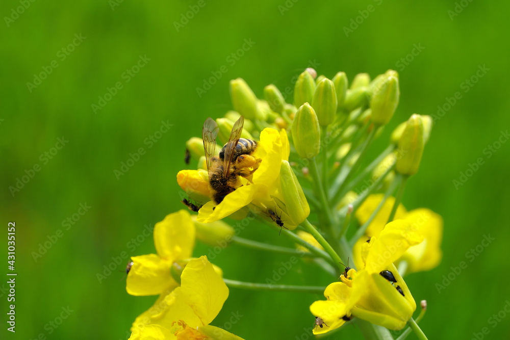 Fototapeta premium Gelbe Rapsblüte mit Biene und Ungeziefer und grüner Hintergrund - Stockfoto