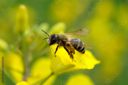 Biene auf gelber Rapsblüte - Stockfoto