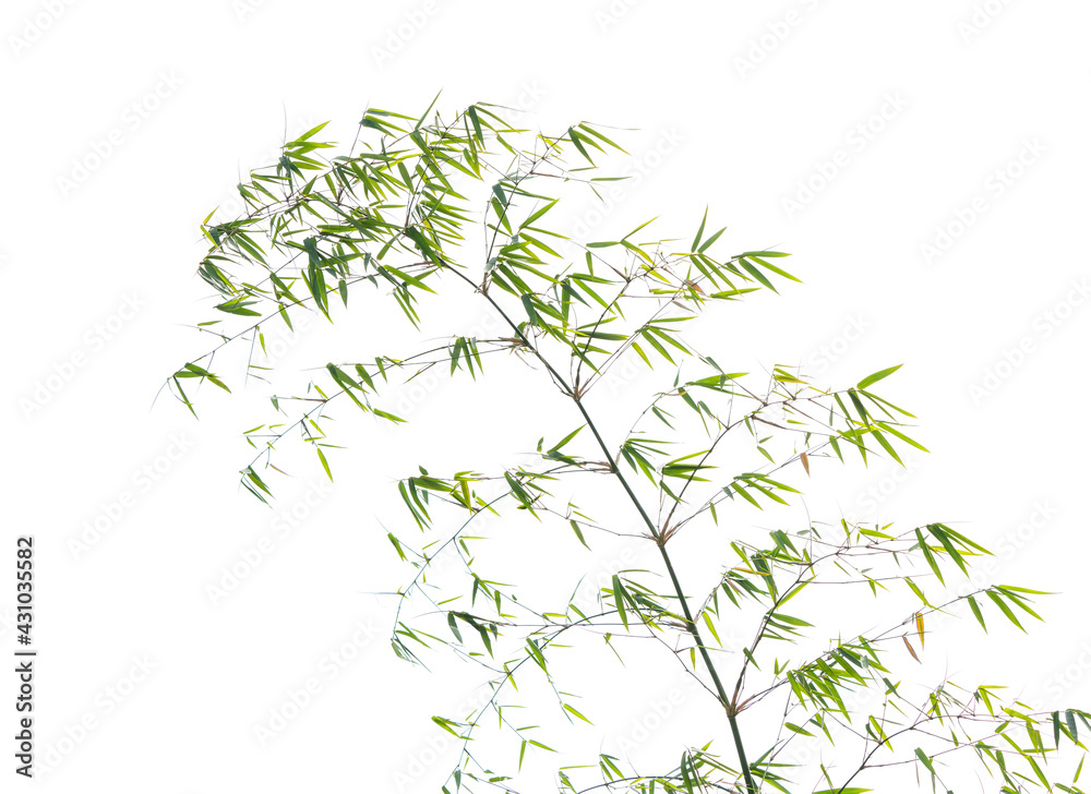 Bamboo leaves isolated on white background Bamboo leaves isolated on white background