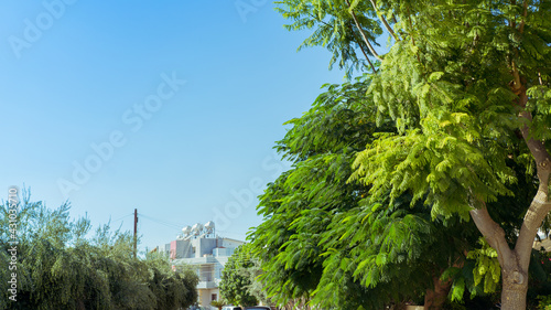Calliandra eriophylla leaves growing thick in Cyprus photo