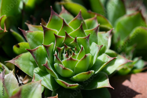 succulent plant in all its glory
