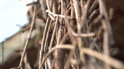 Closeup of branches of wild grapes entwine the barn. Blured background