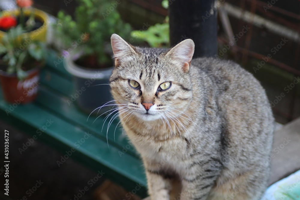 Obraz premium cat in the garden