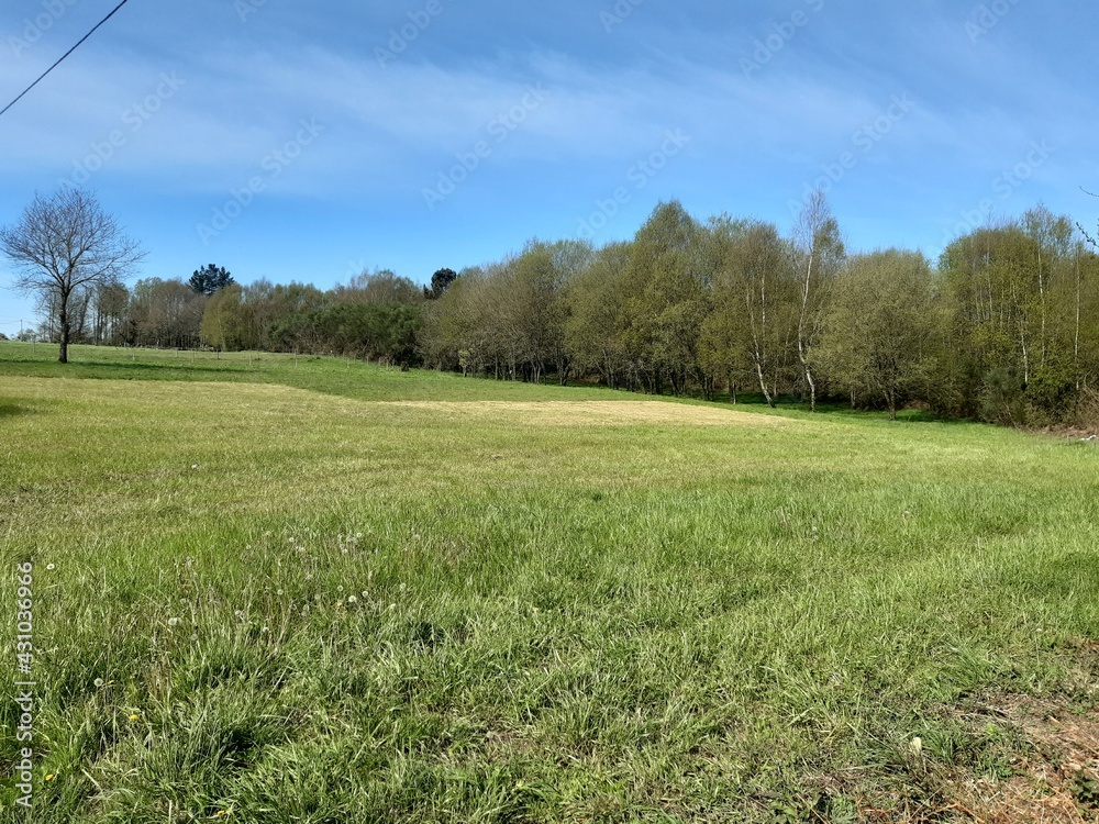 Obraz premium Verdes praderas en Galicia con abedules de fondo