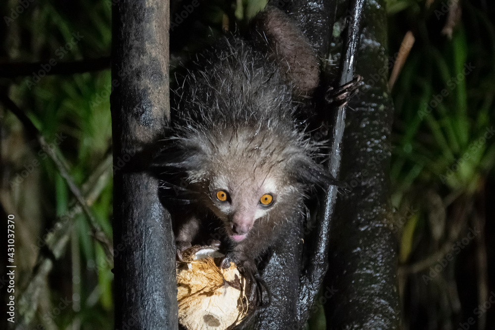 Fototapeta premium Aye-Aye Lemur. Endemic. Madagascar. Africa