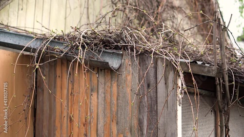 Branches of wild grapes entwine the barn and the old house