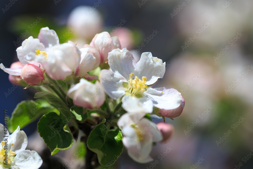 Fototapeta premium Apple blossoms over blurred nature background. Spring flowers. Spring Background.