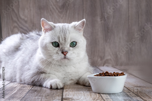 A white British cat and bowl of food. Silver chinchilla cat looks at food in a bowl. Balanced dry food for cats.