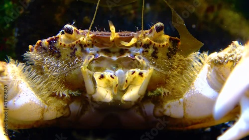 Black Sea, Invasive crab, invader Rhithropanopeus harrisii (Zuiderzee crab, dwarf crab, estuarine mud crab) photo