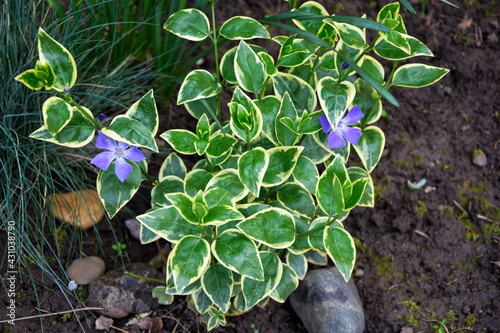 Vinca major Variegata. Periwinkle plant with variegated green leaves.