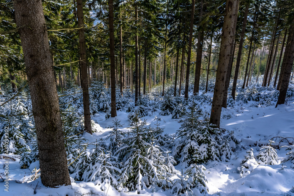 Fototapeta Majestic white spruces glowing by sunlight. Picturesque and gorgeous wintry scene. Location place Carpathian national park, Ukraine, Europe. Alps ski resort. Blue toning. Happy New Year Beauty world.